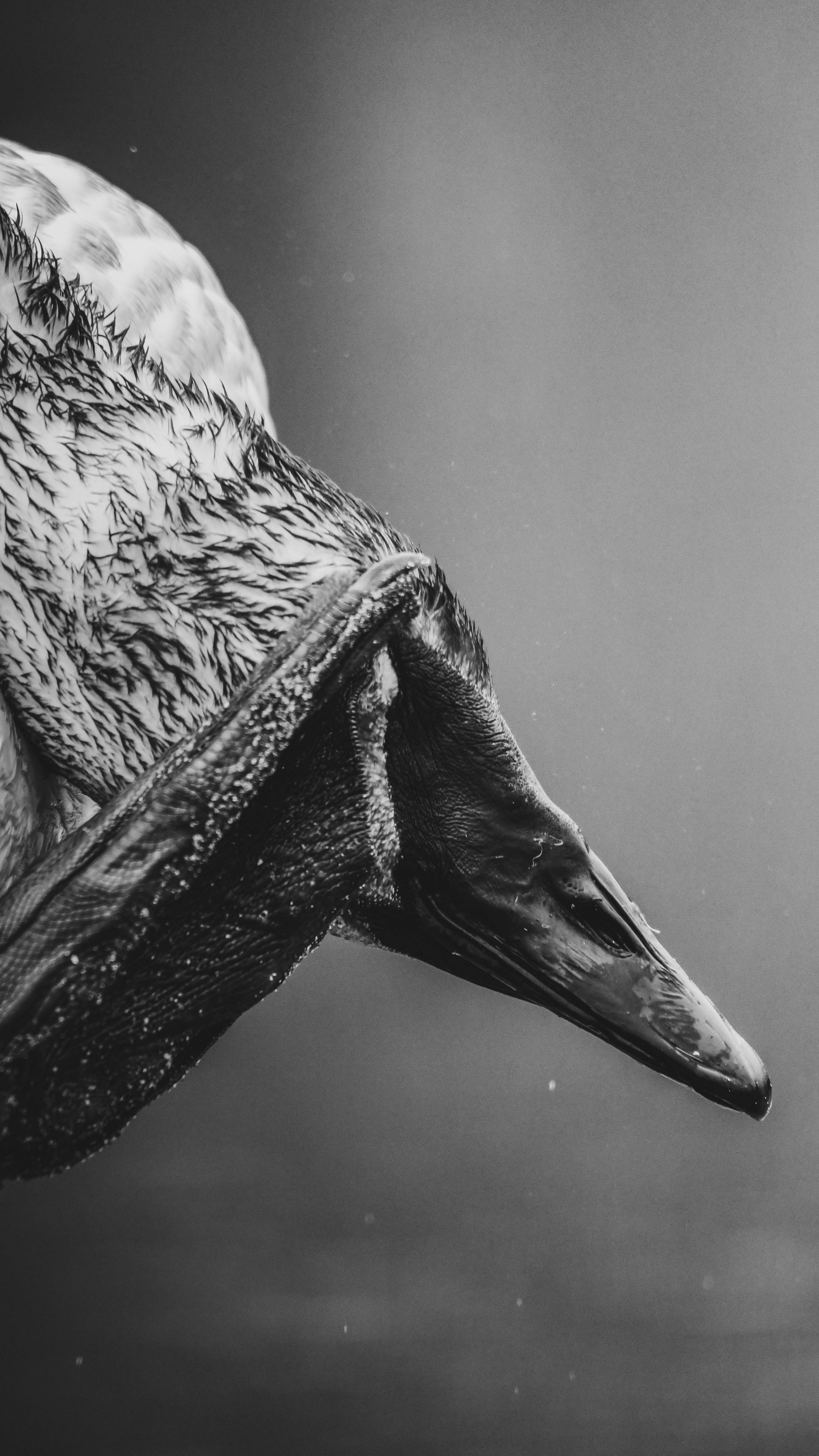 grayscale photo of duck on water